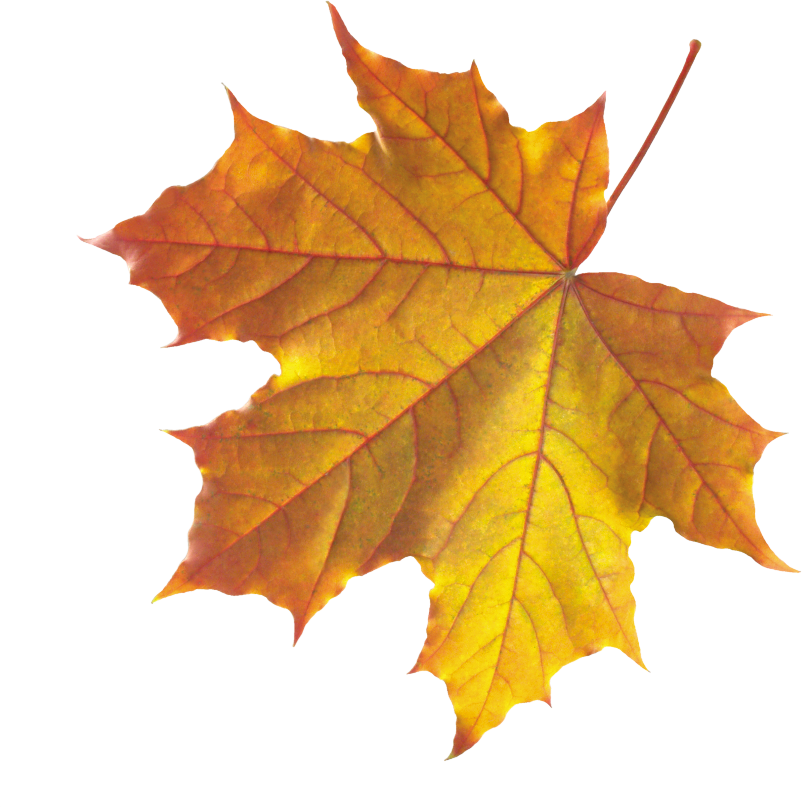 Png Leaf - Autumn Fall Leaves Png (2675x2691)