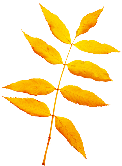 Beautiful Leaf Png (430x591)