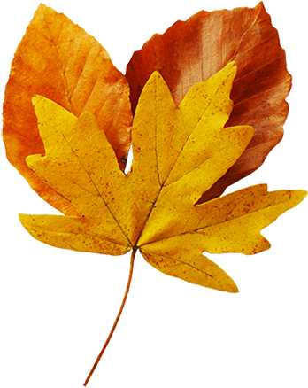 Fall - Fall Leaf Real (366x439)