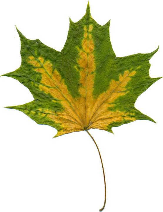 Autumn Cliparts Black 24, Buy Clip Art - Autumn Leaves Green (554x720)