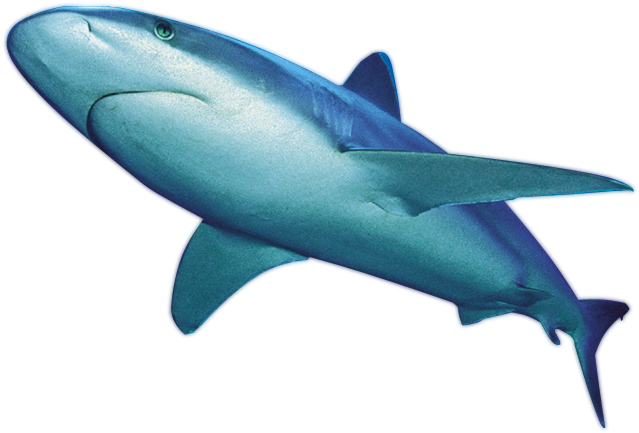 Shark - Shark Png File (650x450)