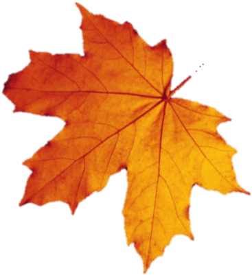 Alaskan Brewing Is Happy To Have The Southeast Alaska - Tipos De Hojas Otoño (537x547)