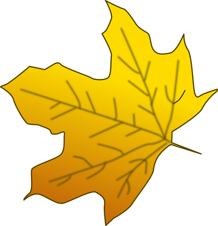 Yellow Maple Leaf Clipart (693x720)