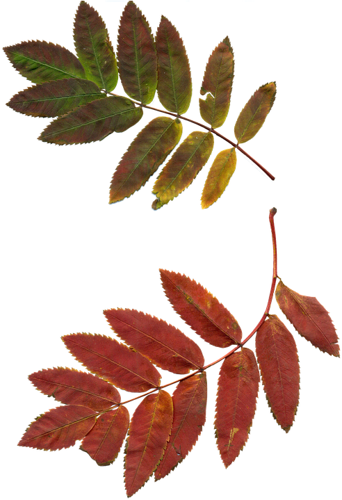 Autumn Leaf Clipart 10, Buy Clip Art - Sprig Of Rowan (2102x3008)