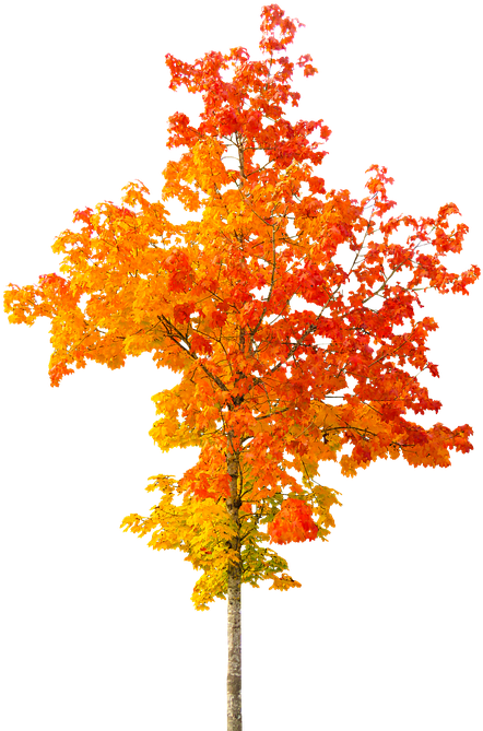 Autumn Tree Clipart 29, - Outono Png (532x720)