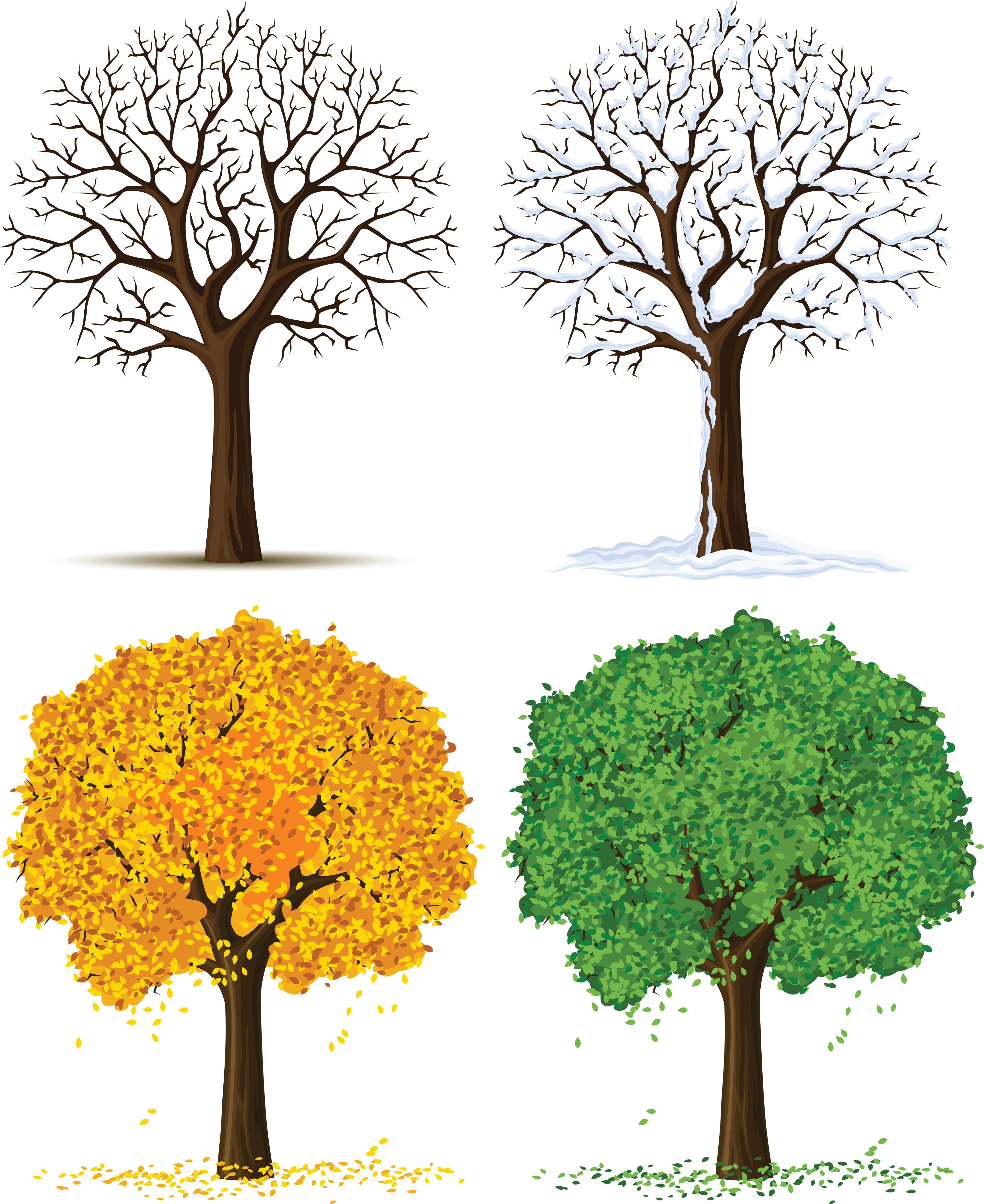 Tree Seasons Clipart - Four Seasons Png (4000x4890)