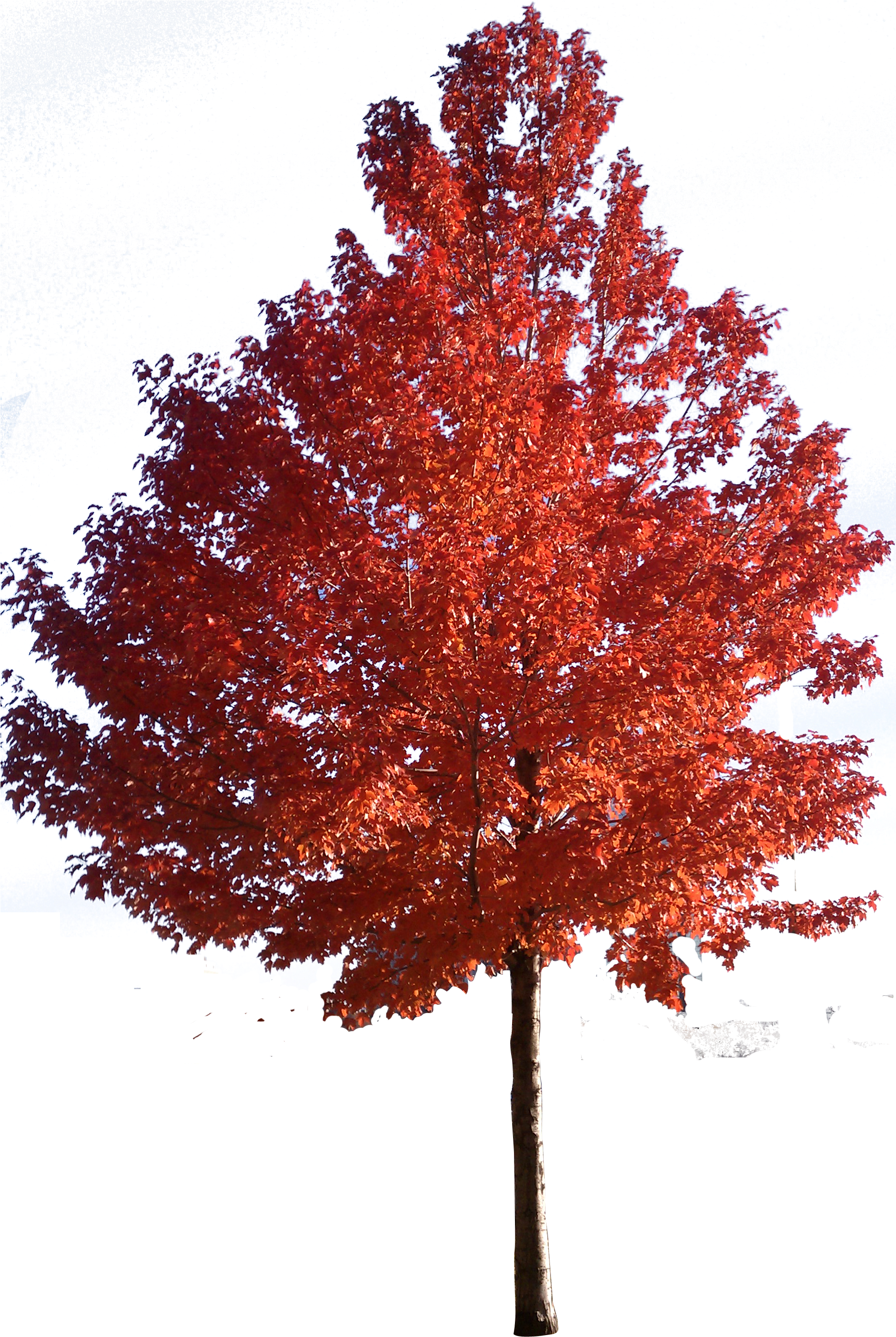 Red Maple Tree Clipart Png - Japanese Maple Tree Png (1878x2785)