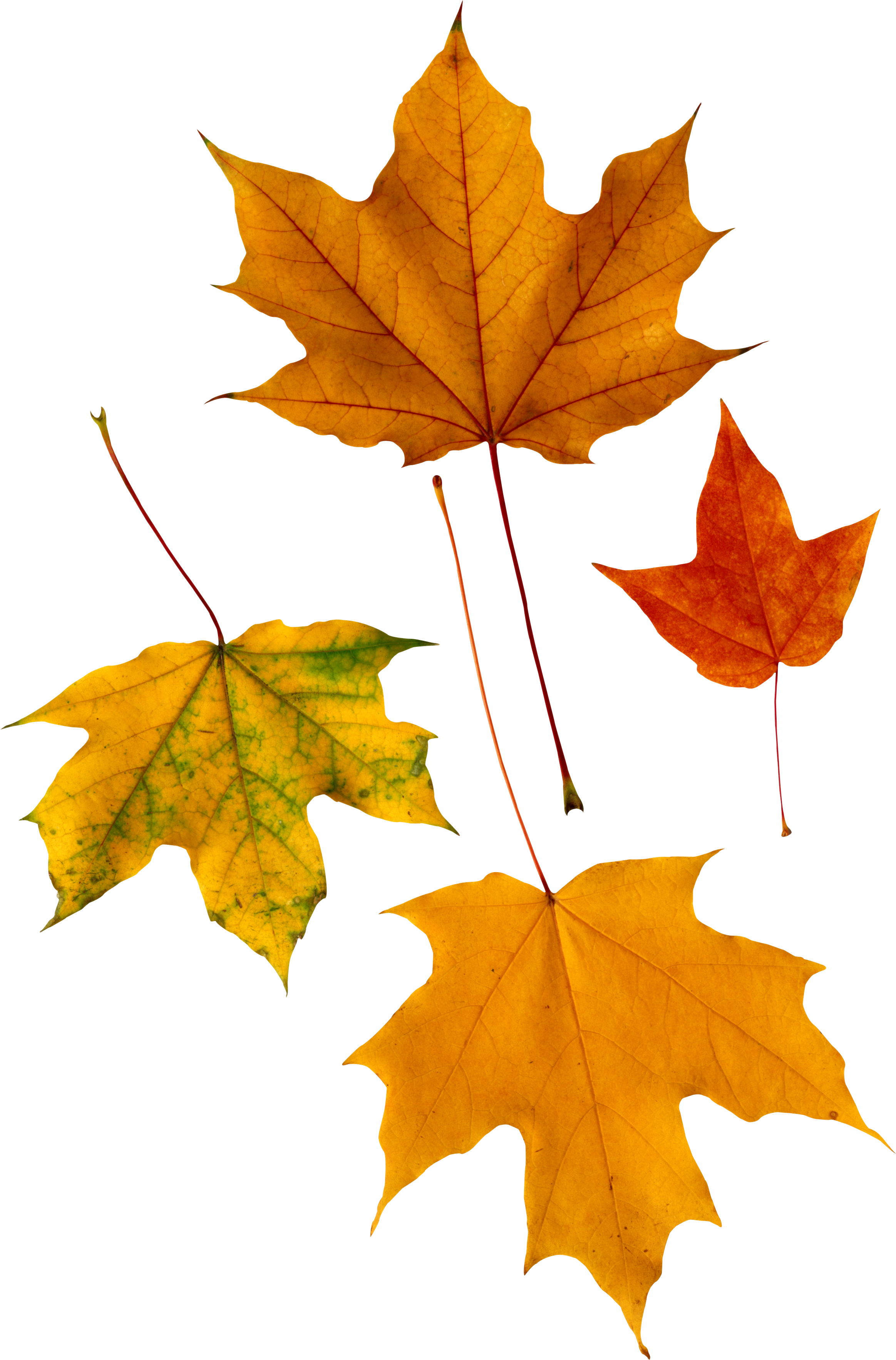Autumn Png Leaf - Maple Leaves (2327x3532)