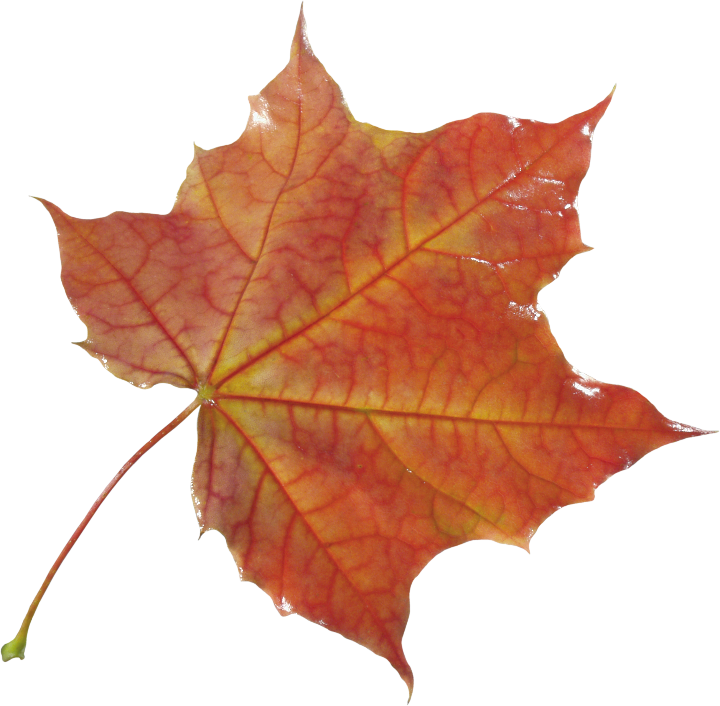 Autumn Png Leaf - Осенние Листья Картинки (2443x2395)