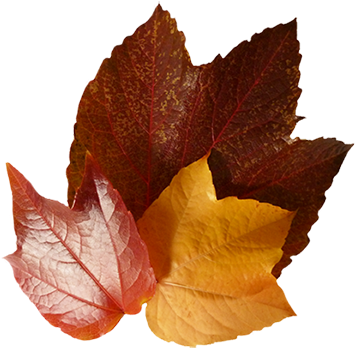 Three Autumn Leaves - Maple Leaf (354x355)
