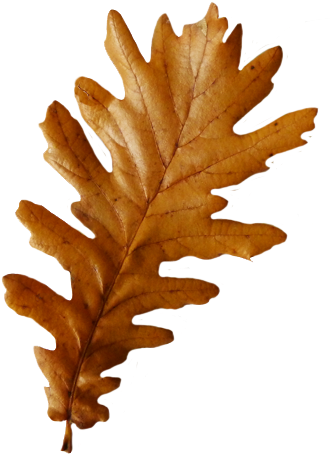 Three Autumn Leaves, Oak Leaf - Autumn Oak Leaf Png (338x453)