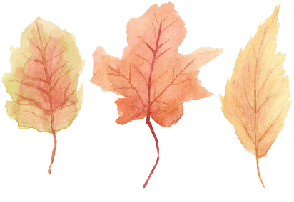 Autumn Leaves Drawing Tumblr - Maple Leaf (500x341)