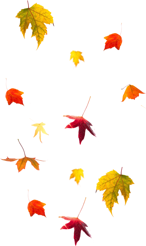 The Gallery For > Falling Autumn Leaves Png Falling - Beautiful Skin Santa Fe (500x866)