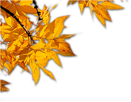 Leaves - Autumn Leaves Corner Png (440x375)