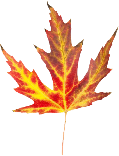 Great Clip Art For The Autumn Season - Autumn (600x600)