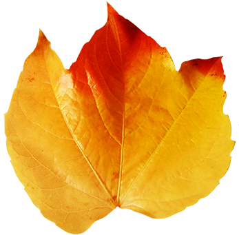Fall Leaves Clip Art - Real Fall Leaves Clipart (354x359)