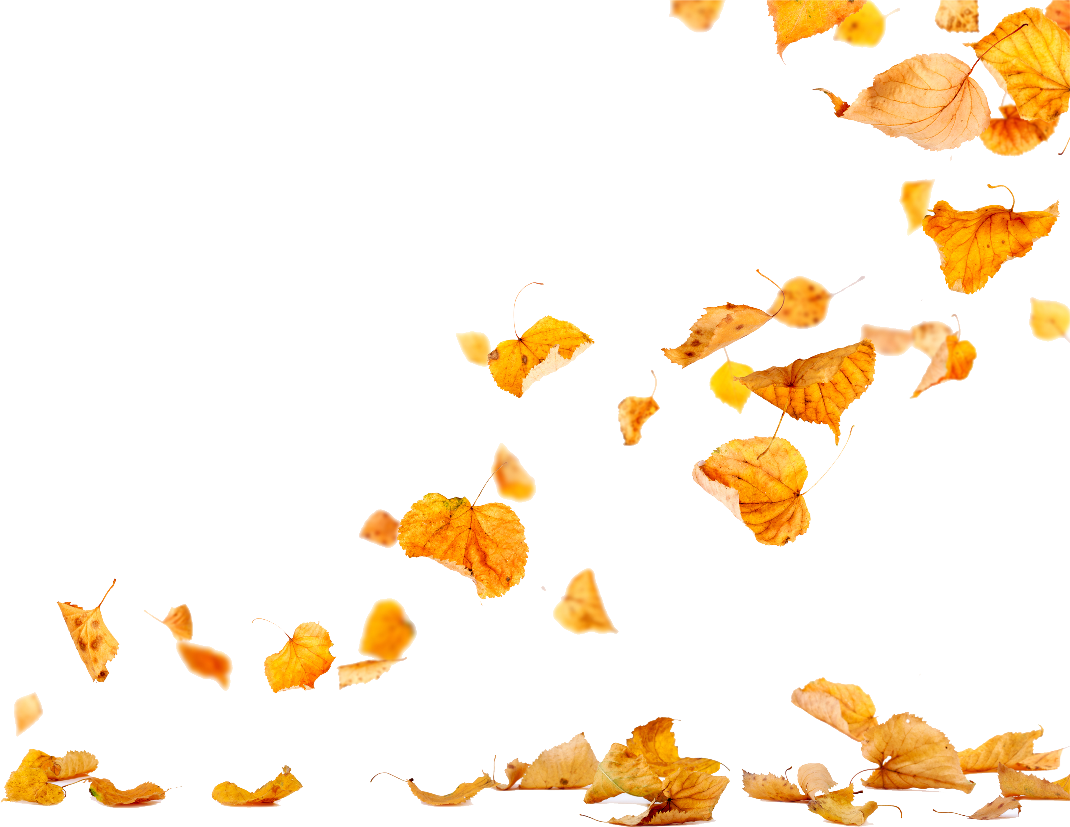 The Gallery For > - Hojas De Otoño Cayendo (4961x3508)