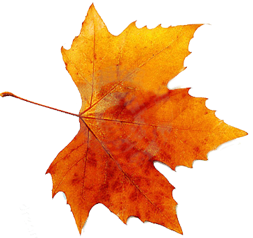 Autumn Png By Vanessarebelangel On Deviantart - Fall Maple Leaf Png (364x342)