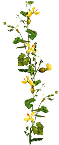 Zucchini Blütenranke Grün Gelb 180 Cm - Sunflower (350x350)