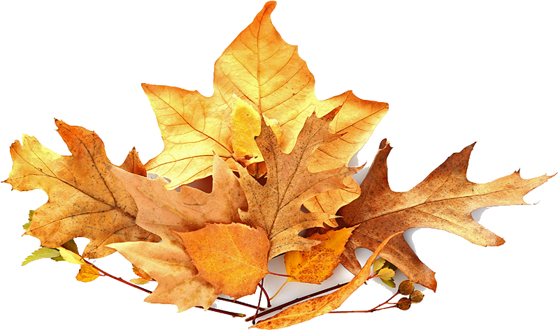 Pile Of Leaves - Leaf Pile Png (879x521)