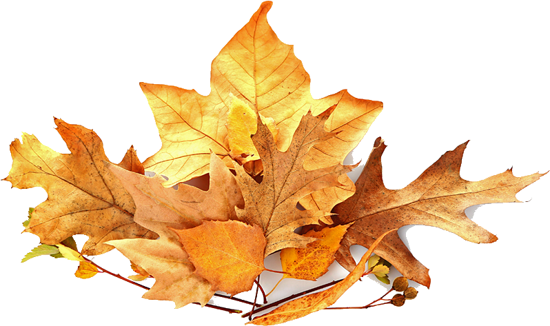 Pile Of Leaves - Leaf Pile Png - (879x521) Png Clipart Download