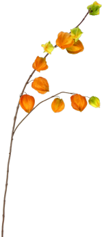 Physaliszweig Mit 11 Früchten Orange Gelb 95 Cm - Yellow (350x350)