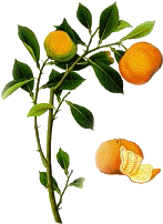 Citrus Reticulata (458x458)