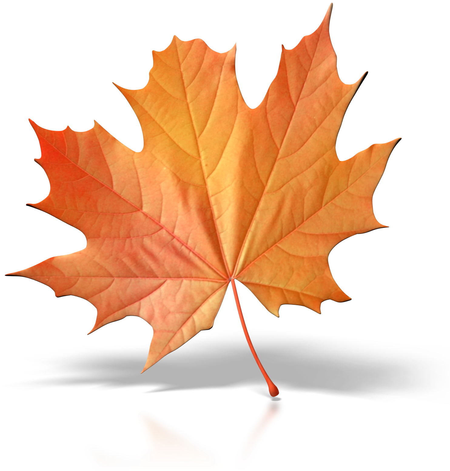 Image - Single Fall Leaves (1600x1600)