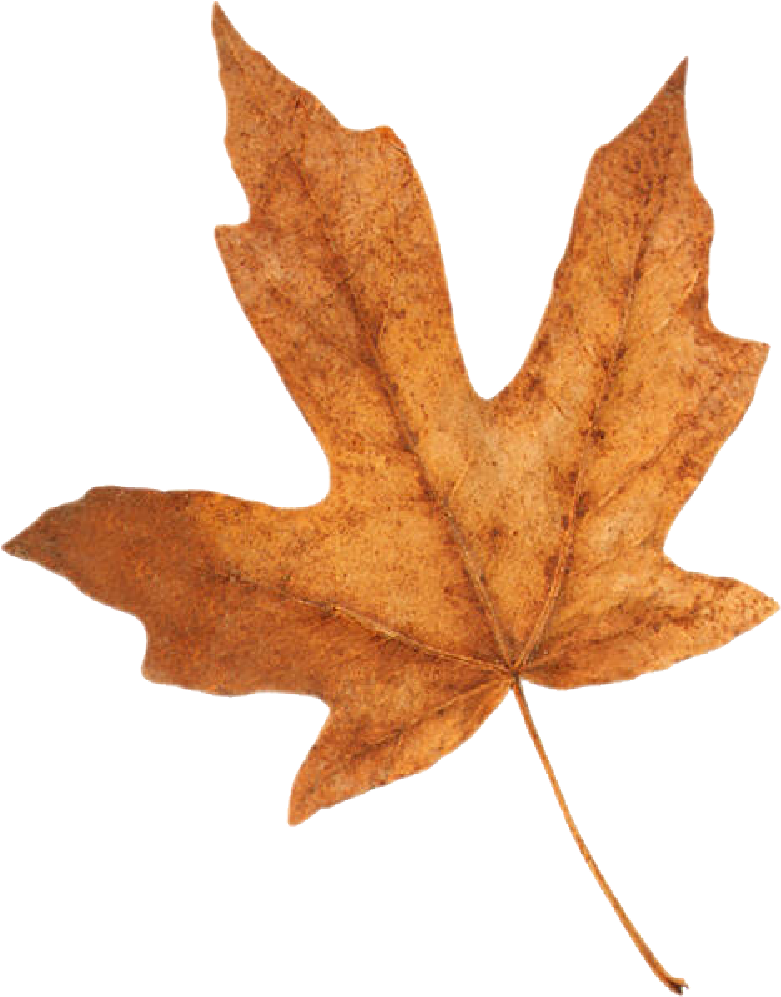 Fall Leaf - 1 Yd 3 Ft (813x1037)