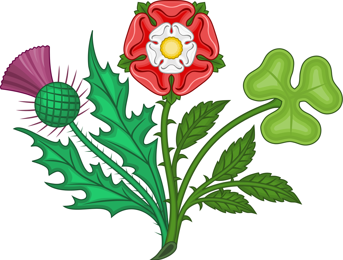 Plants symbols. Роза Тюдоров символ Англии. Роза Тюдоров растение. Символы Великобритании роза чертополох Клевер Нарцисс. Символ Англии чертополох.