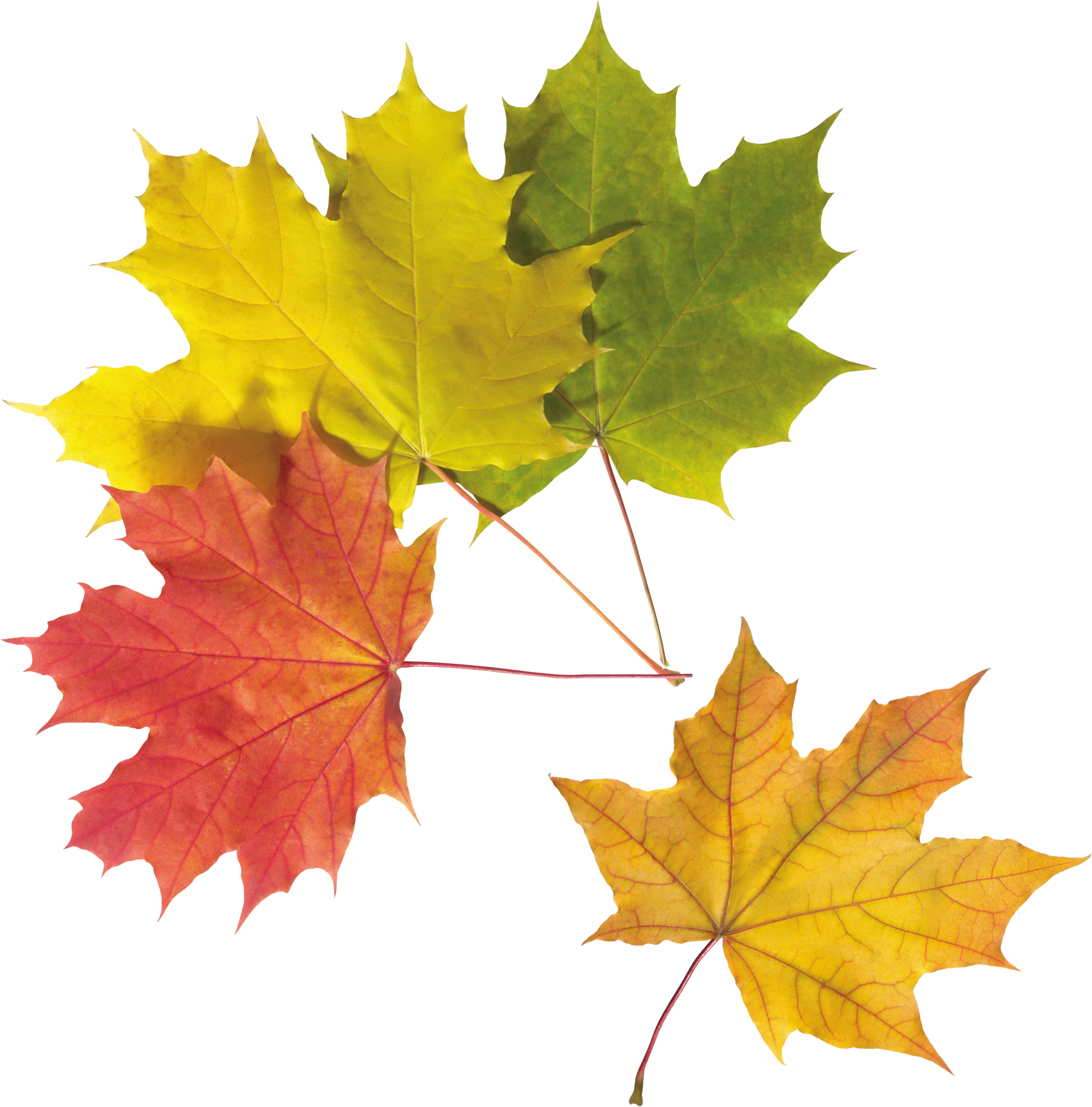 Autumn Png Leaf - Rain Gutter (2451x2484)