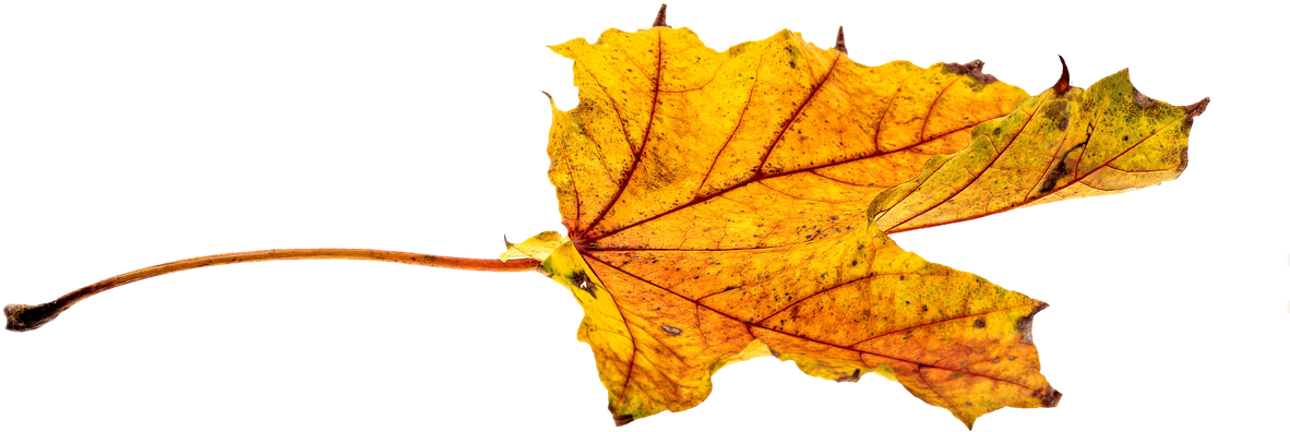 Autumn Leaves Leaf Png Png Image - Leaf (1280x853)