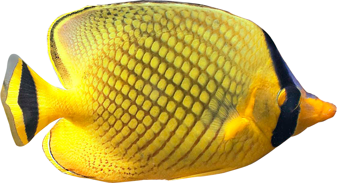 Best Tropical Fish Clipart - Tropical Fish No Background (1171x659)