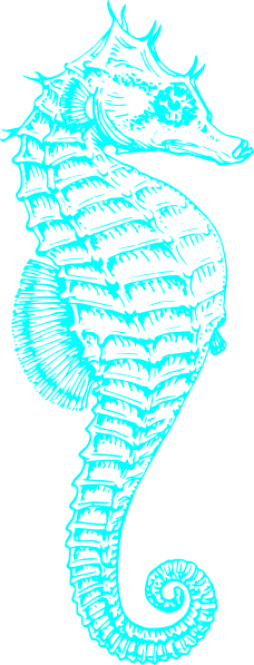 Seahorse Png (228x597)