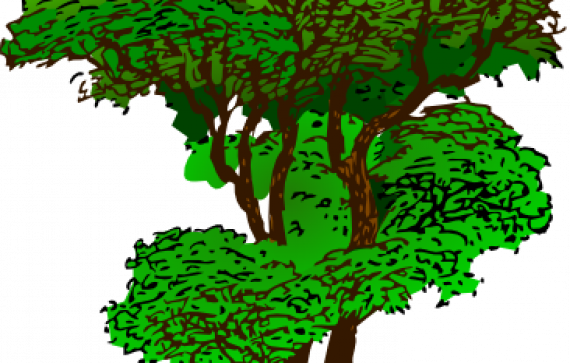 Rainforest Plants Clip Art - Advice From A Tree Poem (570x363)