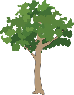 Drawn Tree Rainforest - Rainforest Tree Vector Png (313x400)