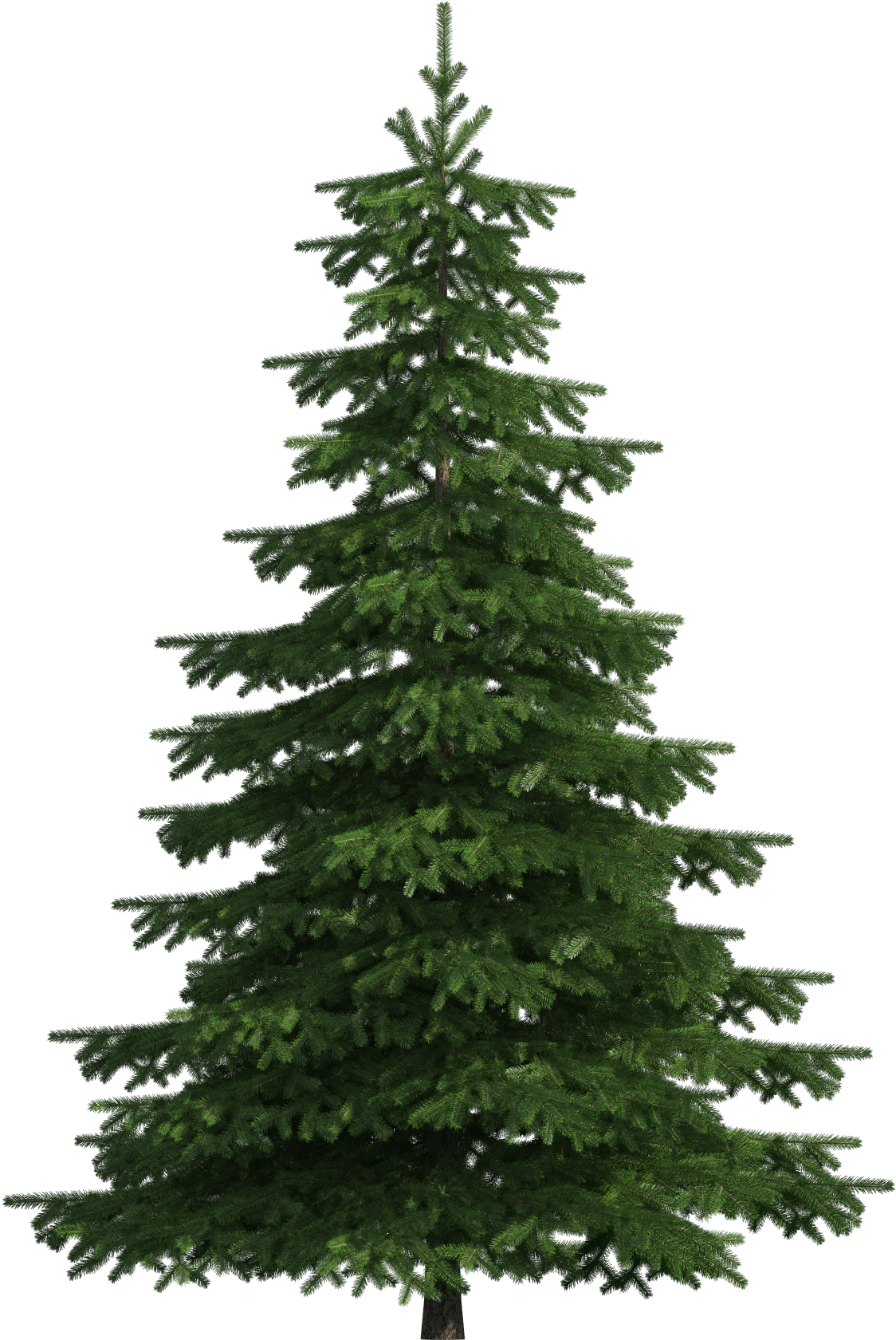 Realistic Pine Tree Png Clip Art - Pine Tree Clipart Png (1219x1729)