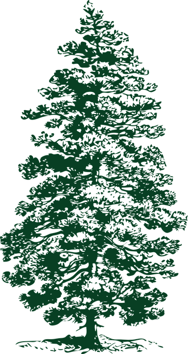 Fir Tree Png 13, Buy Clip Art - Pine Tree Clip Art (384x720)