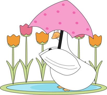 Duck Sitting In A Water Puddle - Ducks With Umbrellas Clipart (410x365)