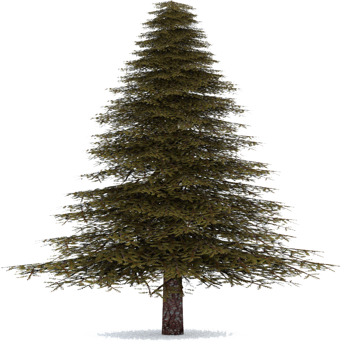 Fir-tree - Evergreen Fir Tree (1200x1200)