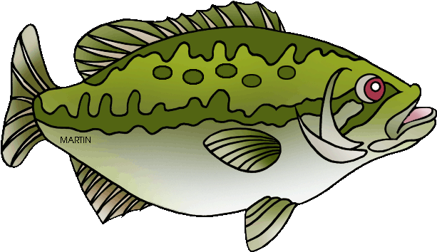 Free Largemouth Bass Drawing Outline - Sea Bass Clip Art (648x403)