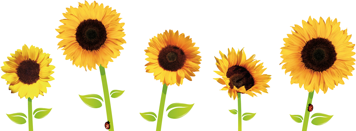 Sunflowers Png Transparent Images - Sunflowers Png (1499x548)