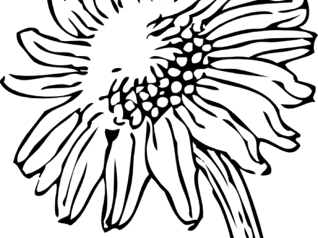 Sketch Clipart Sunflower - Sunflower Clipart (640x480)