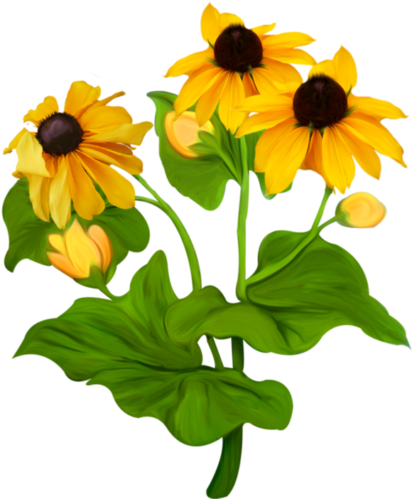 Black-eyed Susan (600x701)