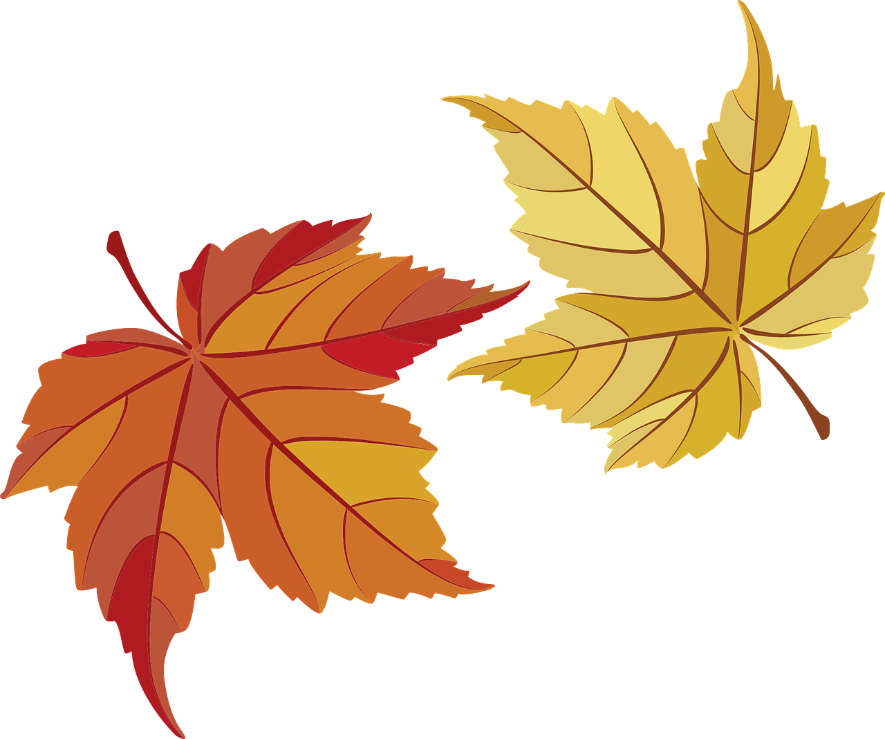 Maple Leaves Maple Leaves Transparent Image - ใบ เม เปิ้ ล Png (1280x1068)
