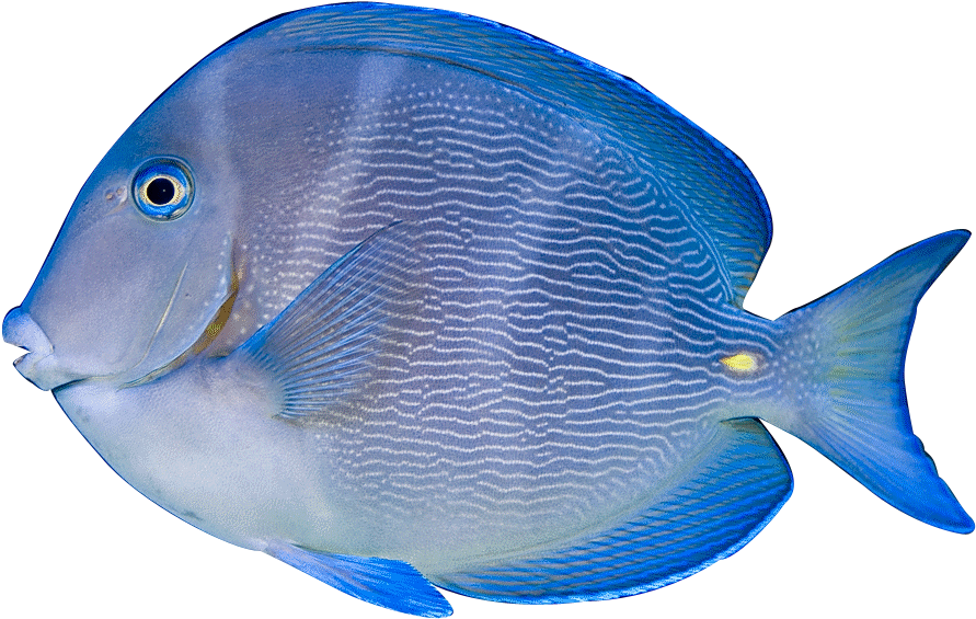 Tropical Fish Clipart Powder Blue Tang - Acanthurus Coeruleus (908x587)