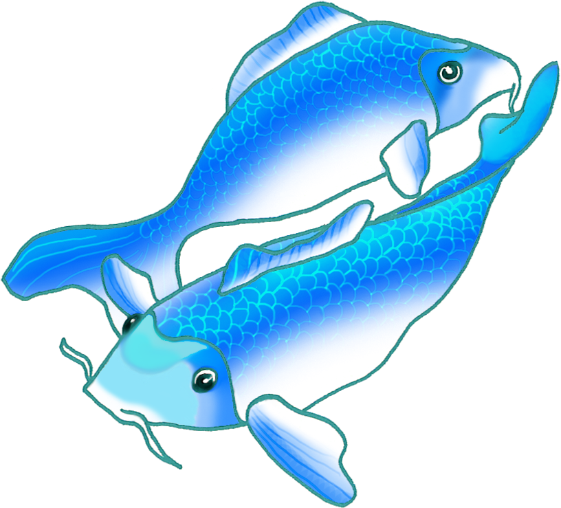 Two Blue Koi Fish Swimming - Blue Koi Fish Gif (886x854)