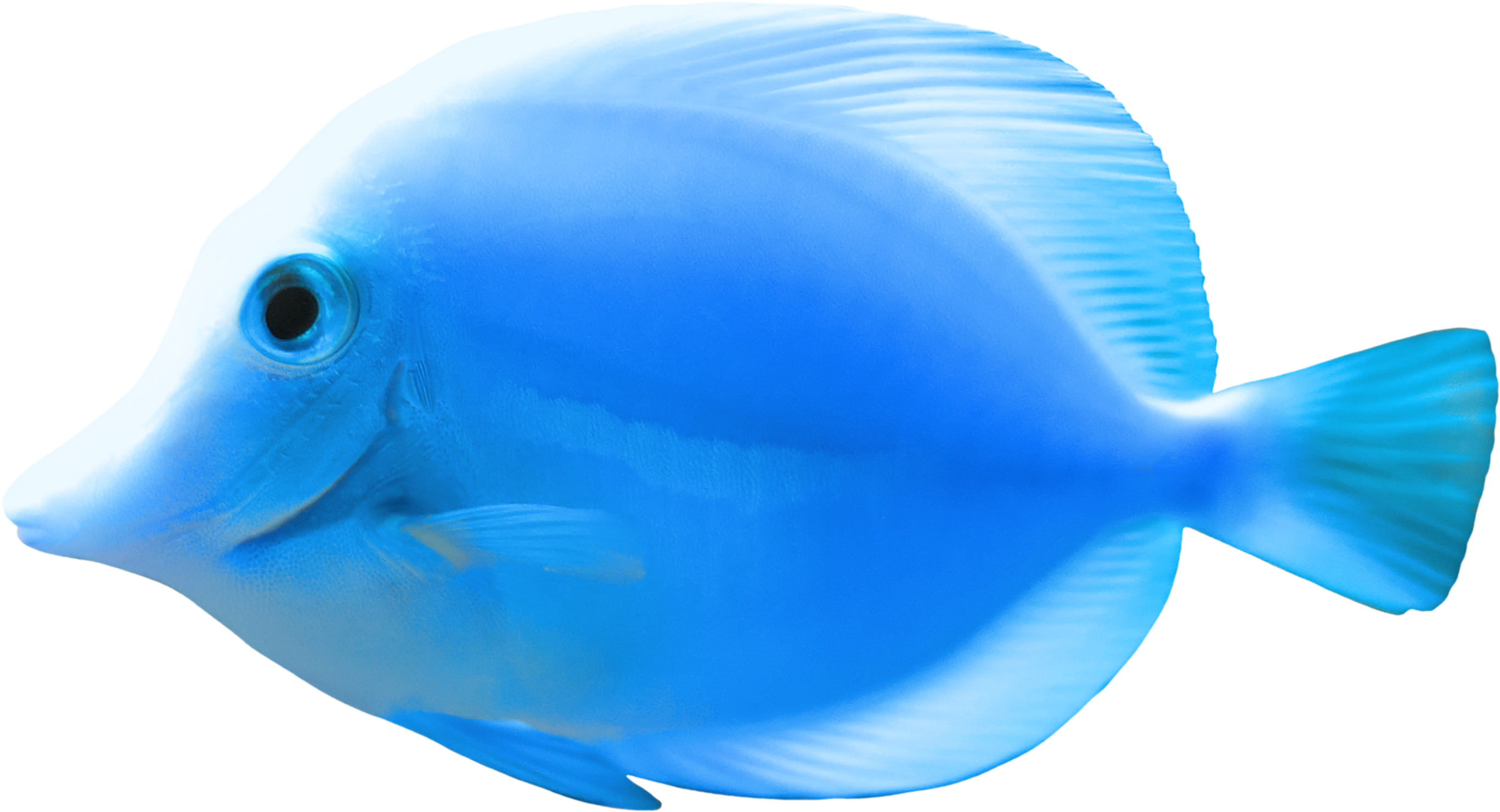 Fish Quality Png Image - Sea Fish Png (2868x1634)