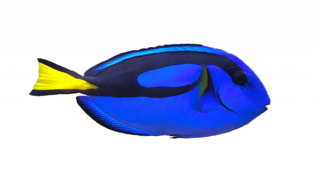 Colorful Fish Drawings - Blue Tang Clip Art (1024x614)