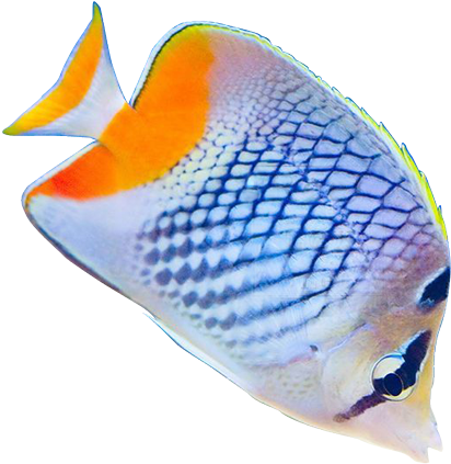 Tropical Fish Clipart Realistic Fish - Tropical Fish Clear Backgrounds (438x448)